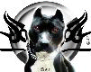 c mon chien